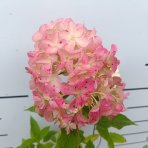 Hortenzia metlinatá (Hydrangea paniculata) ‘LIVING PINK & ROSE’® by LIVING CREATIONS® - výška 50-70 cm, kont. C2L